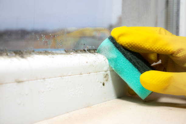 Best Bathroom Mold Remediation in Brookland, AR